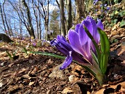 MONTE ZUCCO (1232 m) ad anello da casa-Zogno (300 m) con festa di fiori (17mar21)  - FOTOGALLERY